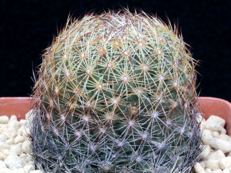 coryphantha delicata