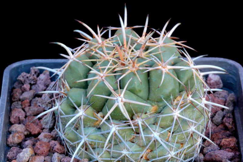 Coryphantha difficilis GL 53