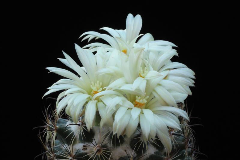 Coryphantha palmeri 