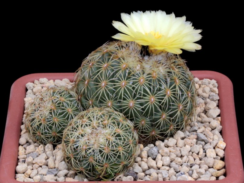 Coryphantha pseudoradians FO 47