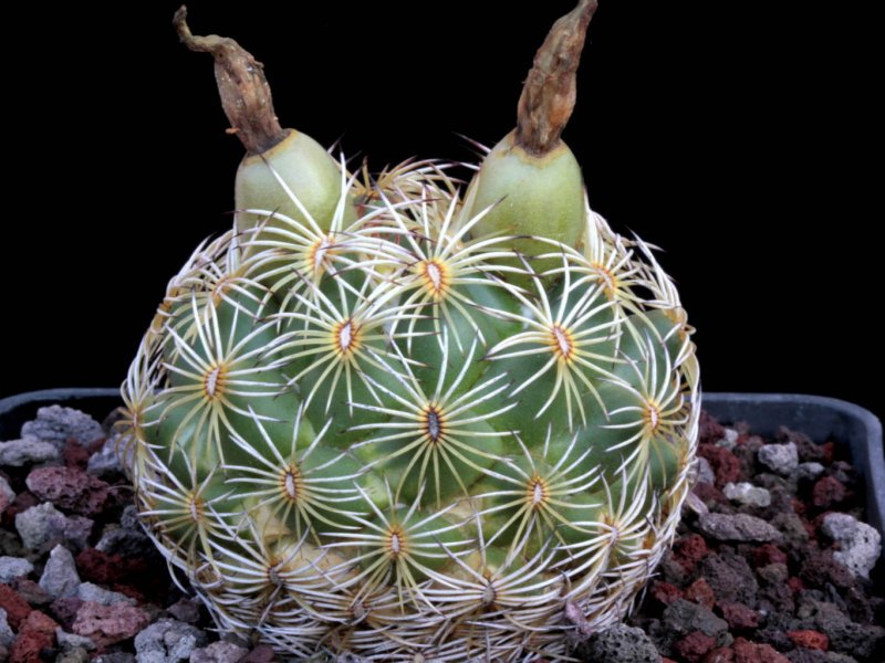 Coryphantha radians/cornifera KMR 438