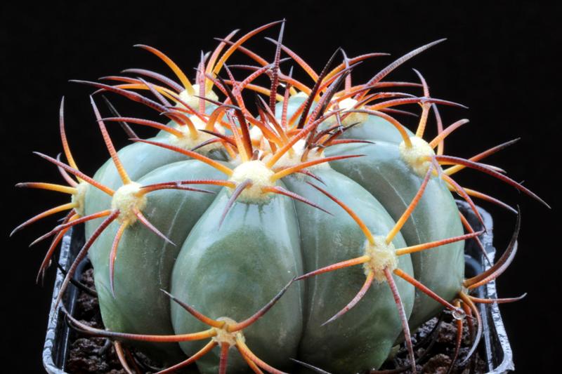 Echinocactus horizonthalonius 