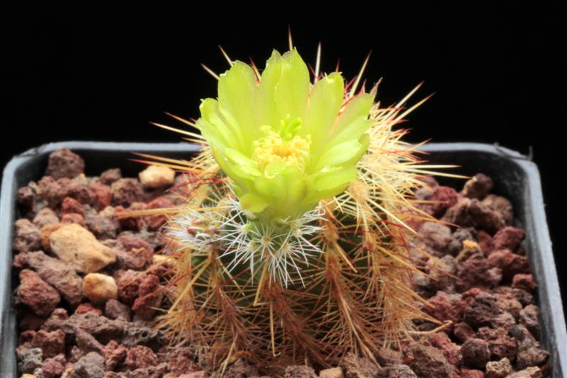 echinocereus milleri