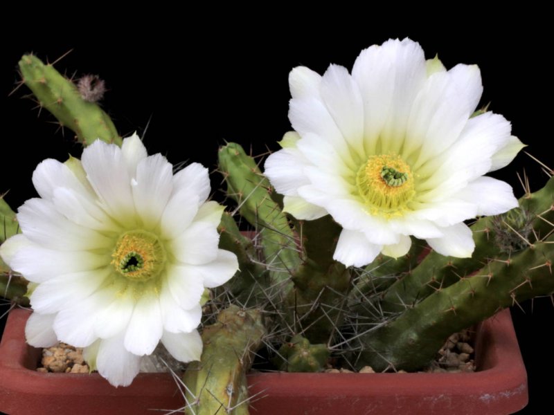 Echinocereus pentalophus 