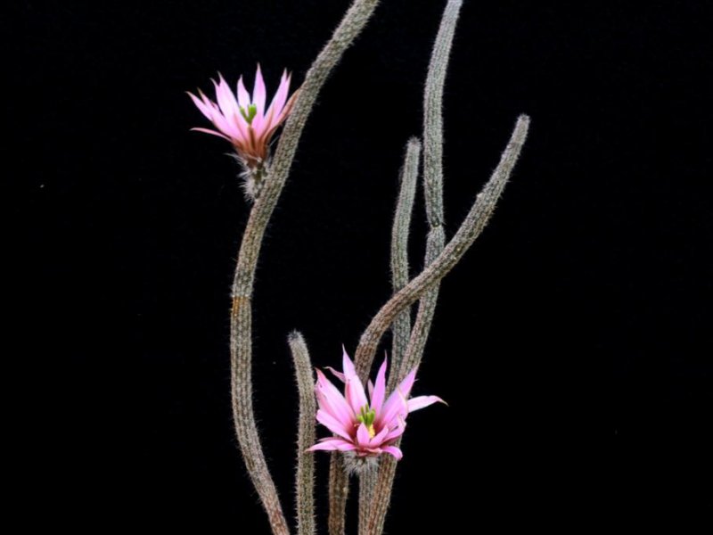 Echinocereus  poselgeri ssp. kroenleinii SB 869