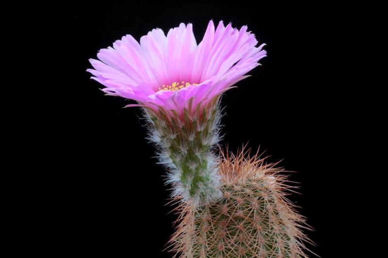 Echinocereus  reichenbachii ssp. baileyi 