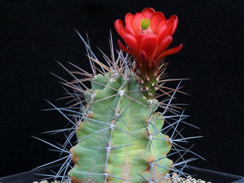 echinocereus triglochidiatus