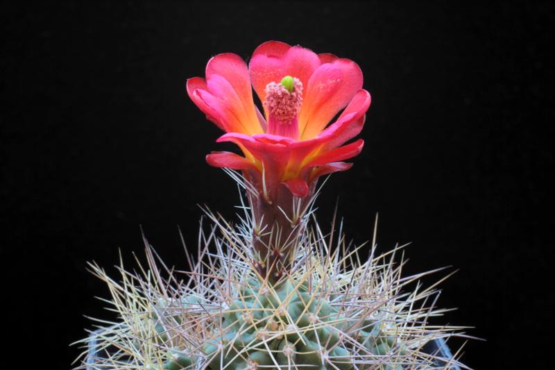 Echinocereus triglochidiatus v. mojavensis 