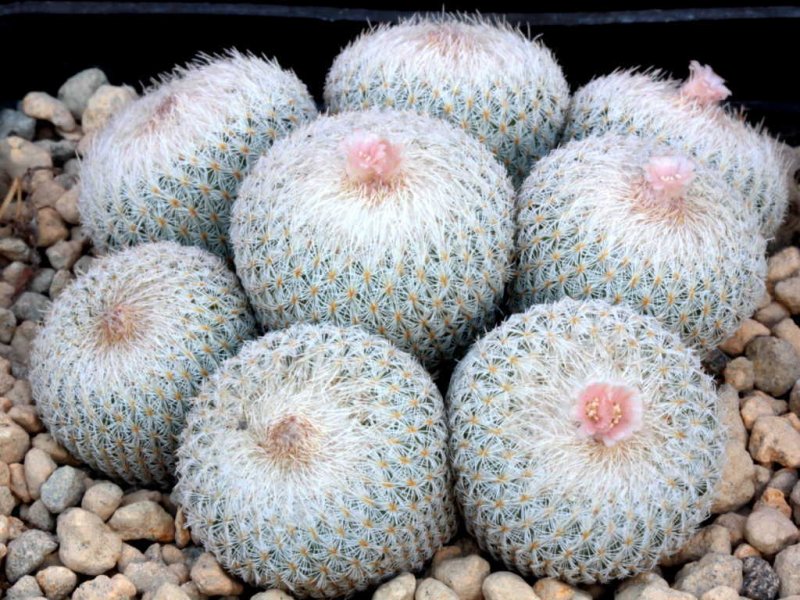 Epithelantha chihuahuensis 