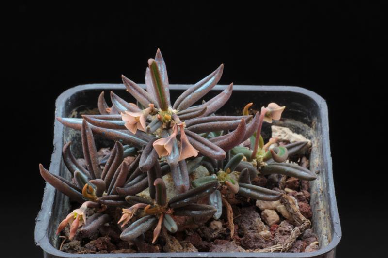 Euphorbia cylindrifolia 