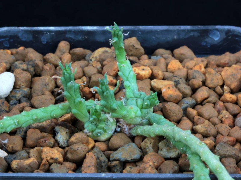 euphorbia pugniformis