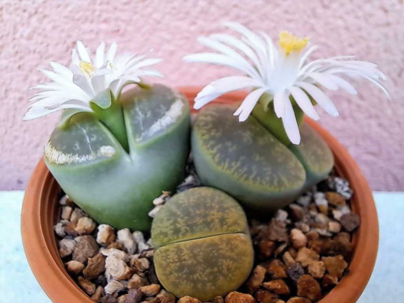 Lithops lesliei v. lesliei albinica C 36