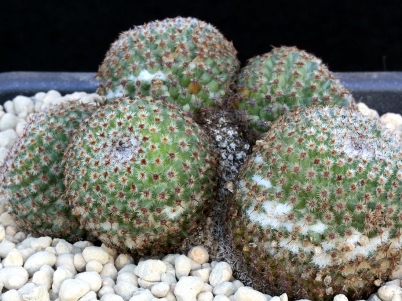 Mammillaria crucigera 