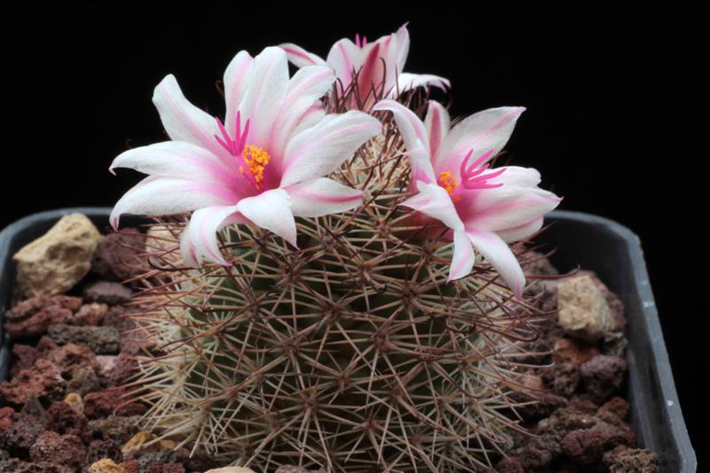 Mammillaria fraileana 