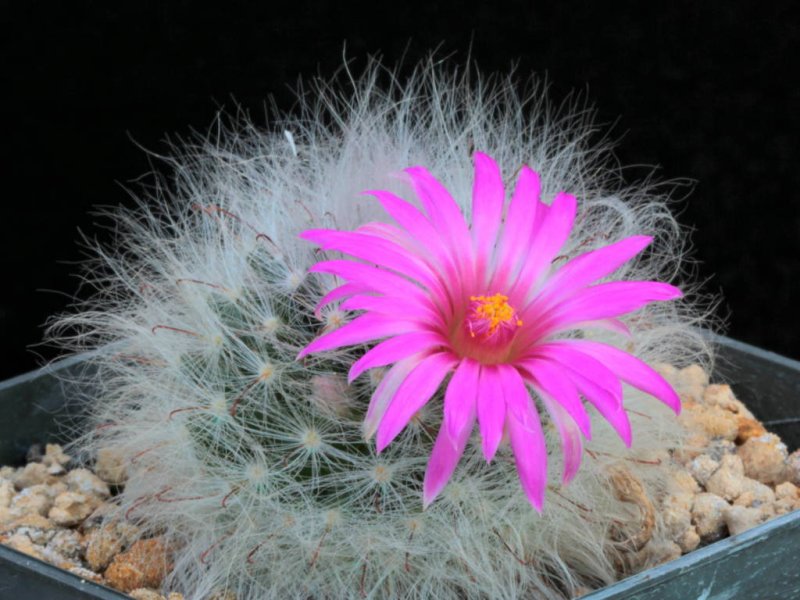 Mammillaria guelzowiana P 302