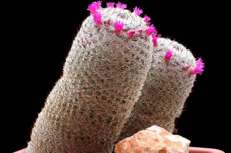 Mammillaria haageana ssp. elegans 