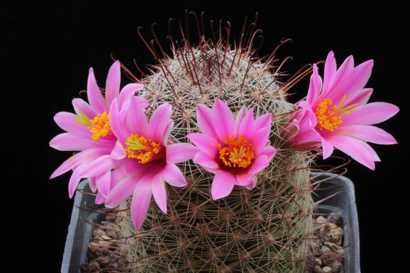 Mammillaria microcarpa SB 147