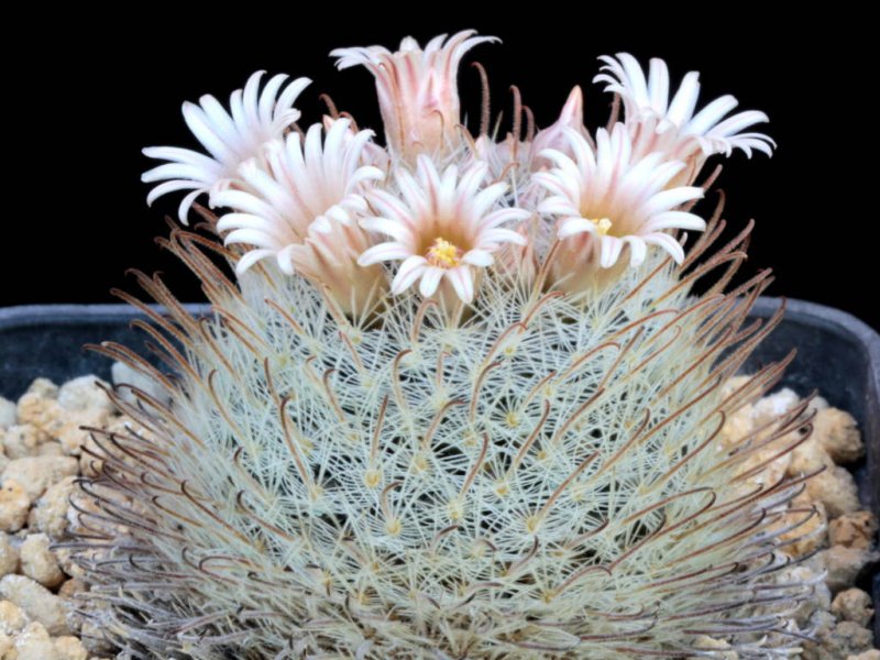 Mammillaria nazasensis 