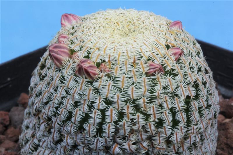 Mammillaria pectinifera 