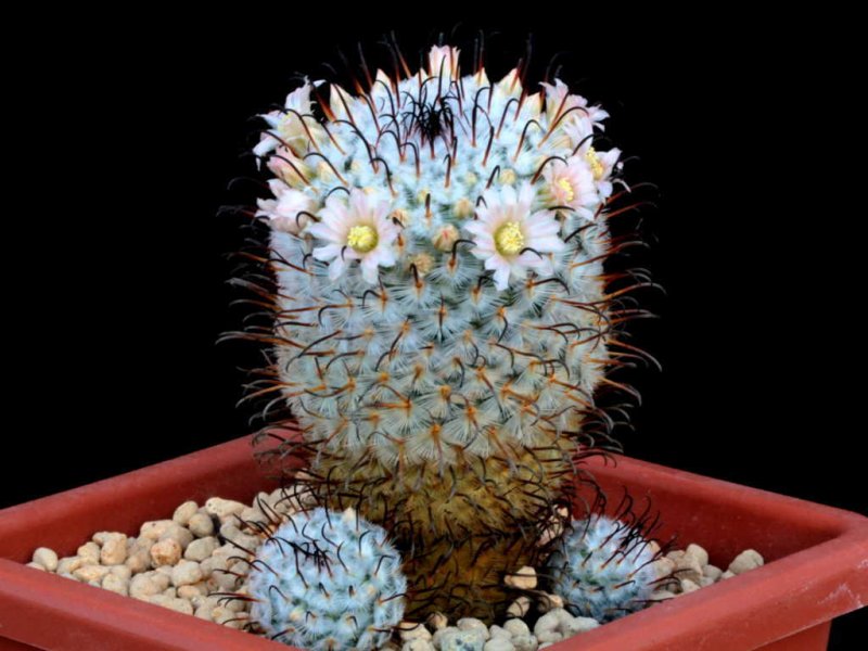 Mammillaria perezdelarosae 