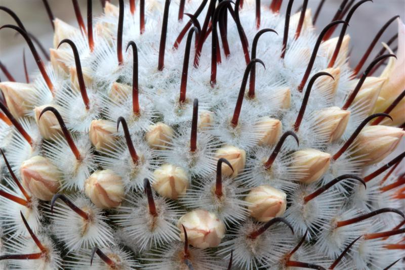 Mammillaria perezdelarosae 