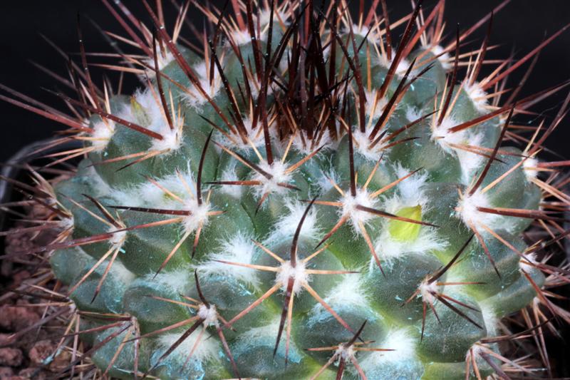 Mammillaria petrophila 