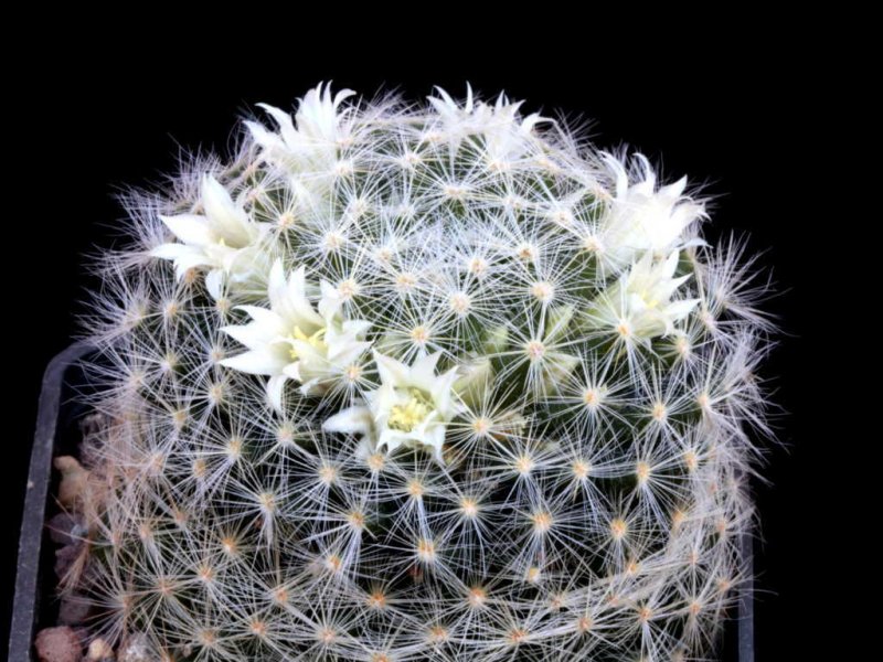 Mammillaria schiedeana ssp. dumetorum 