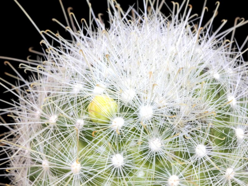 Mammillaria senilis 