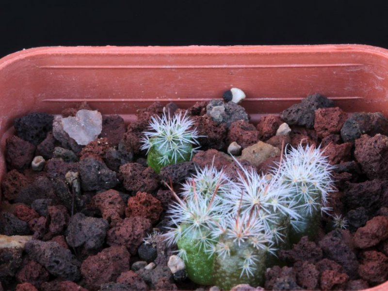 Mammillaria tetrancistra 