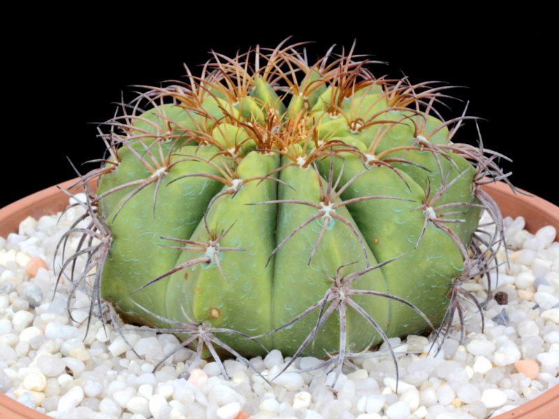 Melocactus curvispinus 