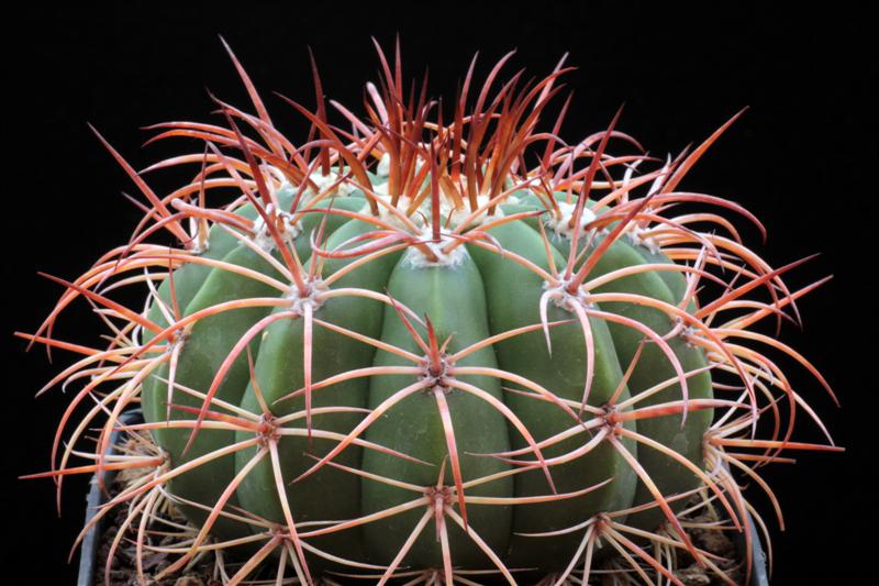 Melocactus intortus 