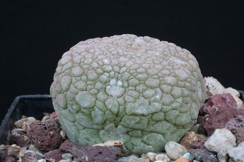 Pseudolithos eylensis 