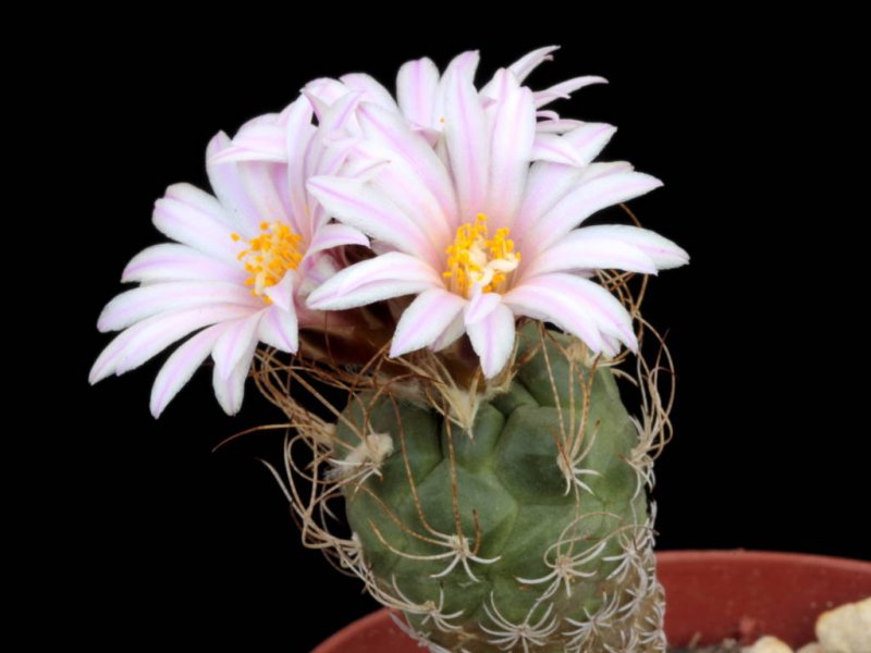 Turbinicarpus pseudomacrochele MZ 124