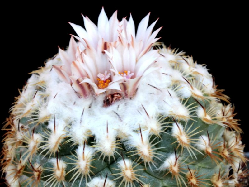 turbinicarpus ysabelae