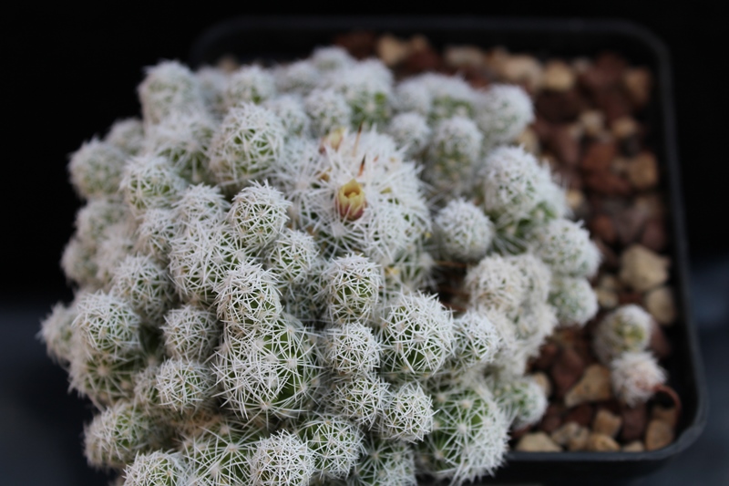 Mammillaria vetula ssp. gracilis 