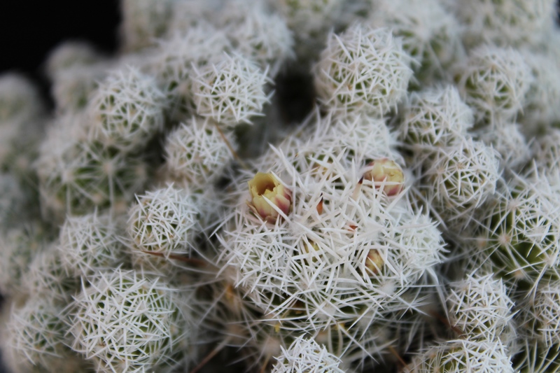 Mammillaria vetula ssp. gracilis 