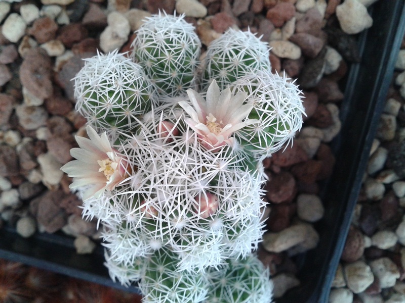 Mammillaria vetula ssp. gracilis 