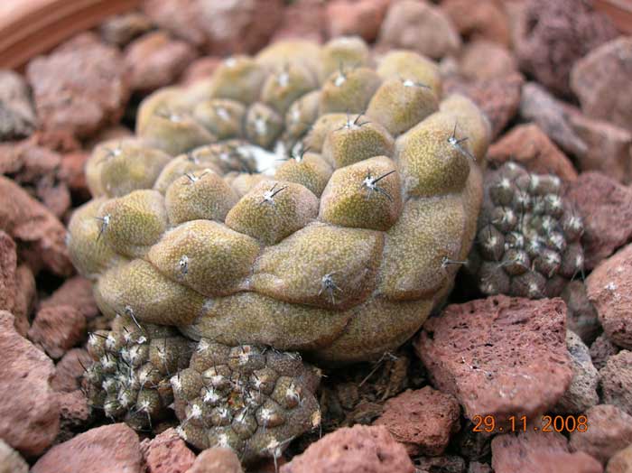 Copiapoa hypogaea 