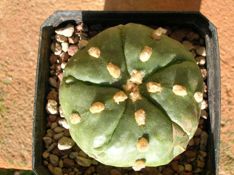 Astrophytum asterias 