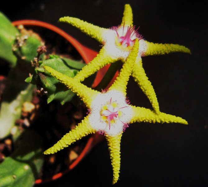 Stapelia flavopurpurea 