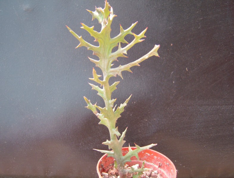 Euphorbia stenoclada 