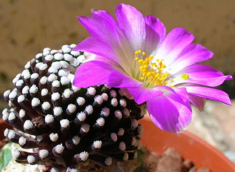 Mammillaria luethyi 