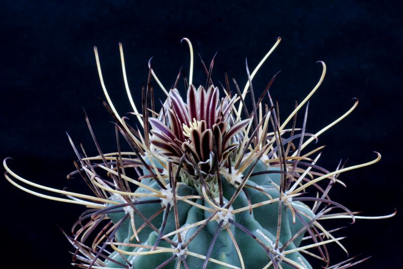 Ancistrocactus uncinatus 