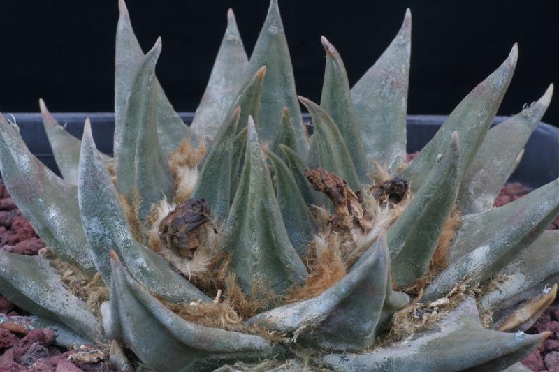 Ariocarpus trigonus 