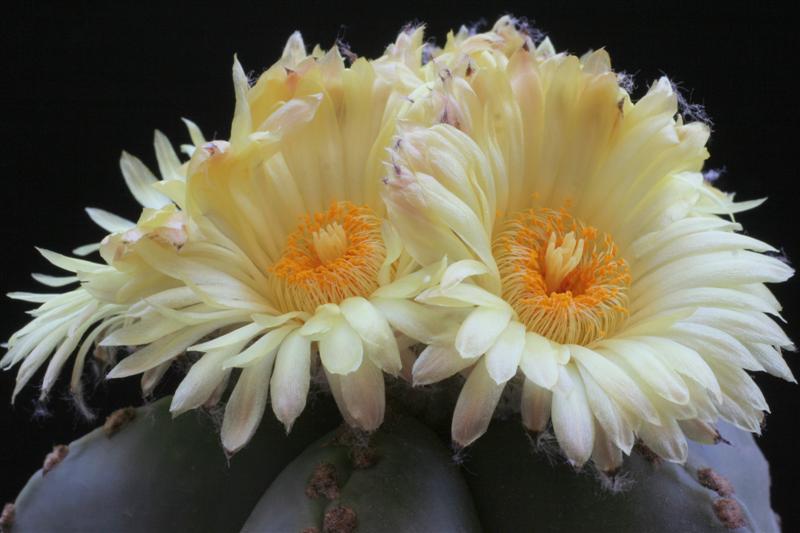 Astrophytum myriostigma v. nudum 