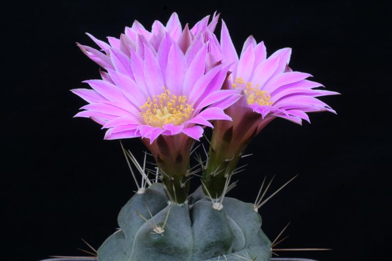 Echinocereus  knippelianus v. reyesii L 1237/a