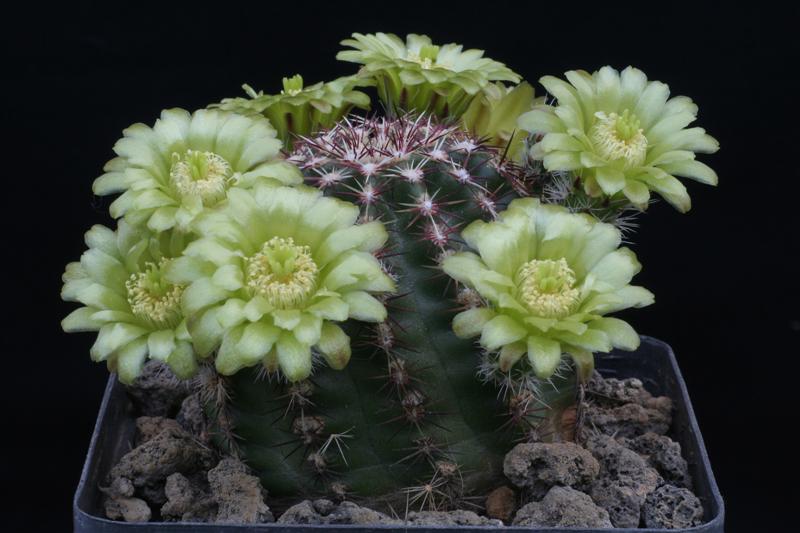 Echinocereus  viridiflorus 