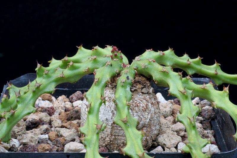 Euphorbia decidua 