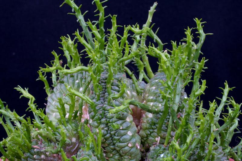 Euphorbia pugniformis f. cristata 