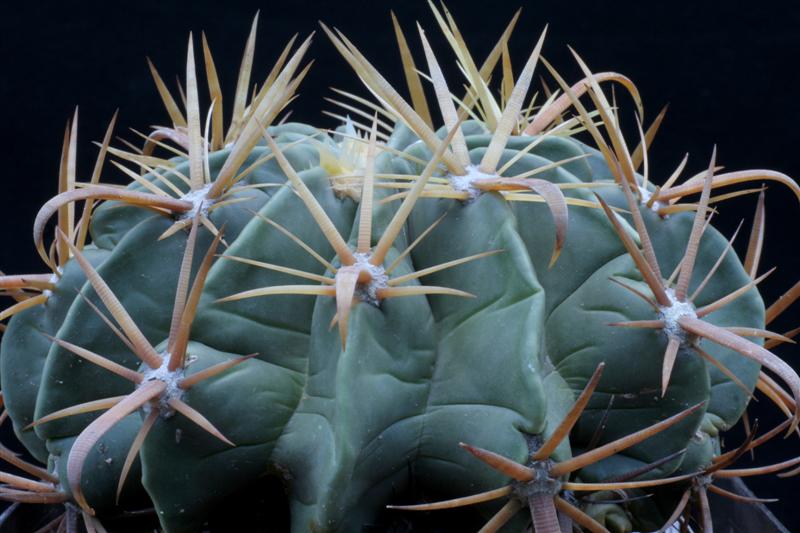 Ferocactus latispinus v. flavispinus 